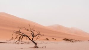 Unicamp debate comunicação da emergência climática